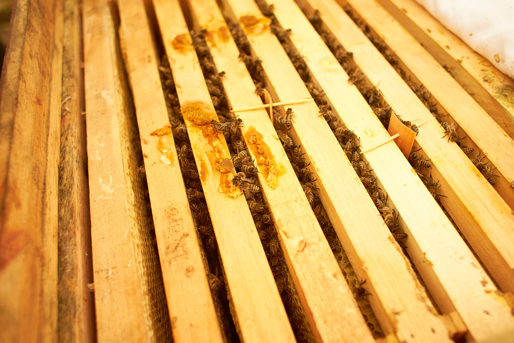 Obrázek Nicht jede Bienenkiste ist gleich