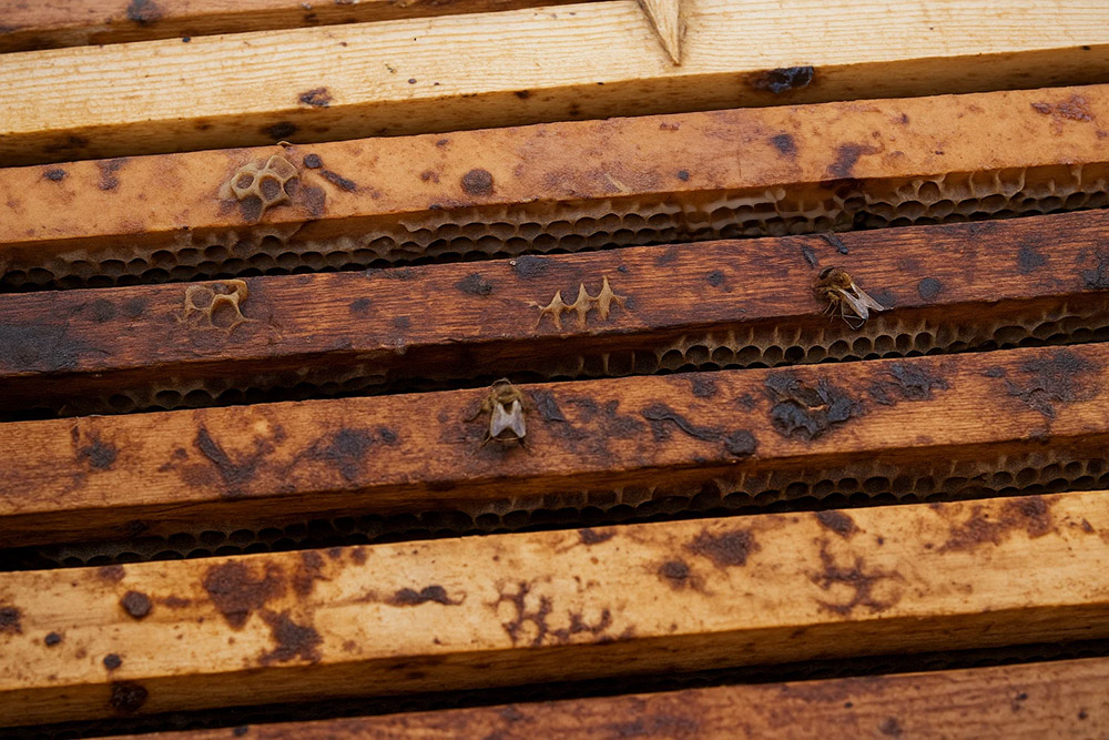 Obrázek Nosemose bei Bienen – Symptome, Übertragung und Prävention