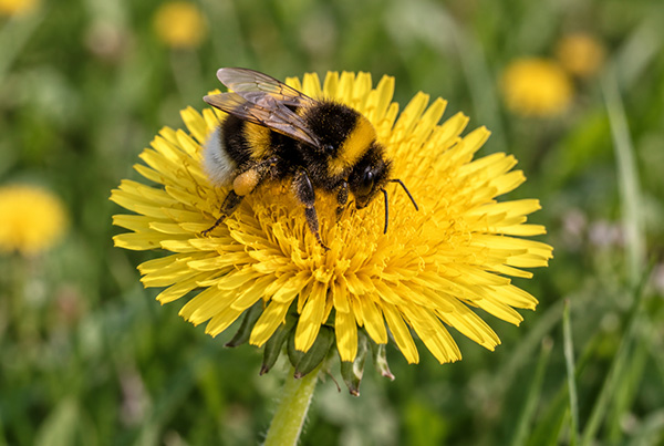 Schwarz-gelb behaarte Hummel auf einer geöffneten gelben Löwenzahnblüte vor grünem Hintergrund