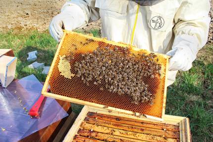 Obrázek Bienenkalender – April 25