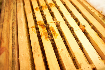 Obrázek Nicht jede Bienenkiste ist gleich