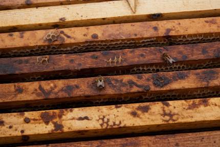 Obrázek Nosemose bei Bienen – Symptome, Übertragung und Prävention