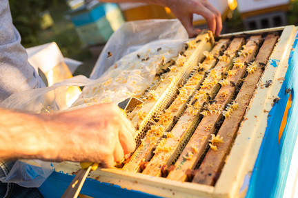 Obrázek Frühlingsreizfütterung der Bienen: Der Schlüssel zu hohen Honigerträgen