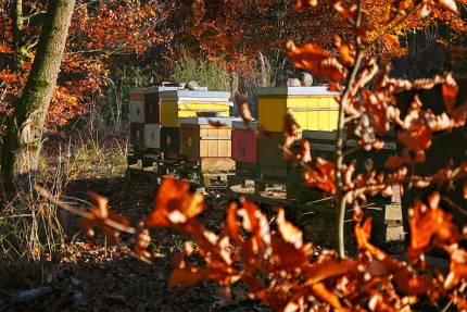 Obrázek November: Winterbehandlung und Gesundheit der Bienenvölker