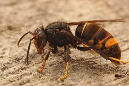 Obrázek Vespa velutina nigrithorax - Asiatische Hornisse: Eine invasive Gefahr