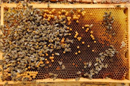 Obrázek Legende Drohnenmütterchen im Bienenstock