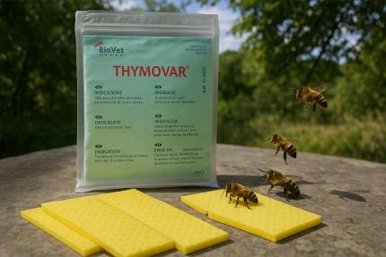 Obrázek THYMOVAR – Alles über dieses natürliche Mittel gegen Varroa
