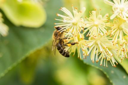 Obrázek Bienenkalender – Juni, 25.