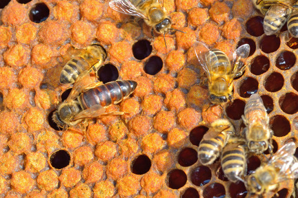 Obrázek Mögliche Ursachen für die Nichtannahme einer neuen Bienenkönigin