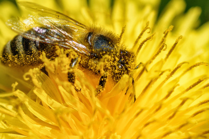 Obrázek Bienen haben starke Konkurrenz bei der Bestäubung