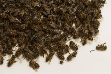 Obrázek Varroa-Bekämpfung und Vorbereitung der Bienenvölker auf eine erfolgreiche Überwinterung