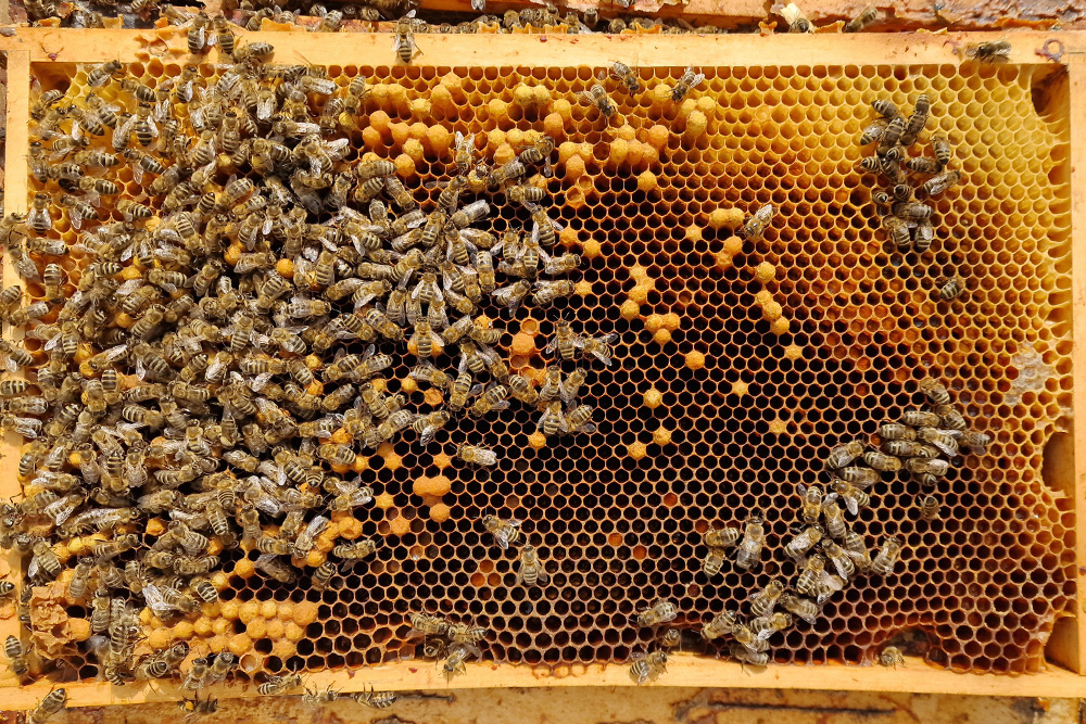 Obrázek Legende Drohnenmütterchen im Bienenstock