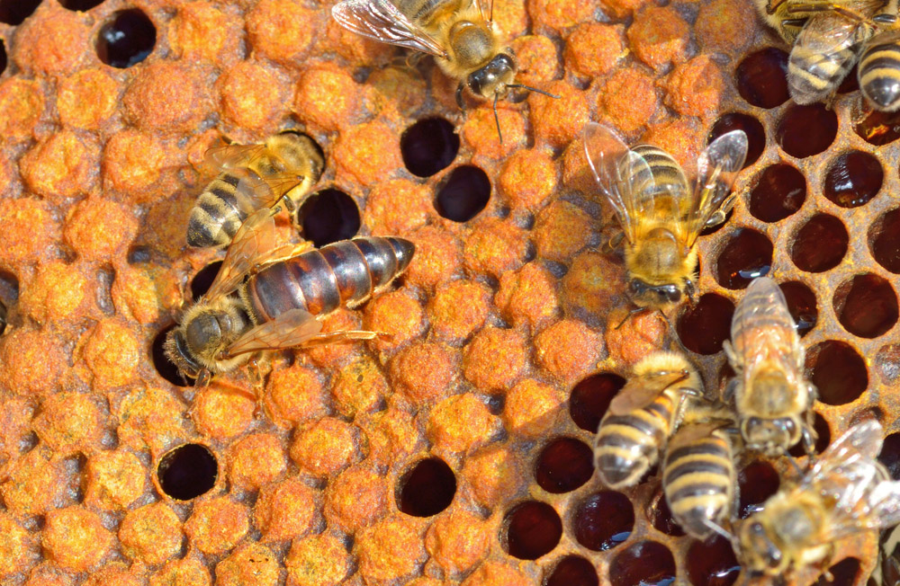 Obrázek Mögliche Ursachen für die Nichtannahme einer neuen Bienenkönigin