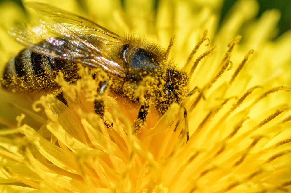Obrázek Bienen haben starke Konkurrenz bei der Bestäubung