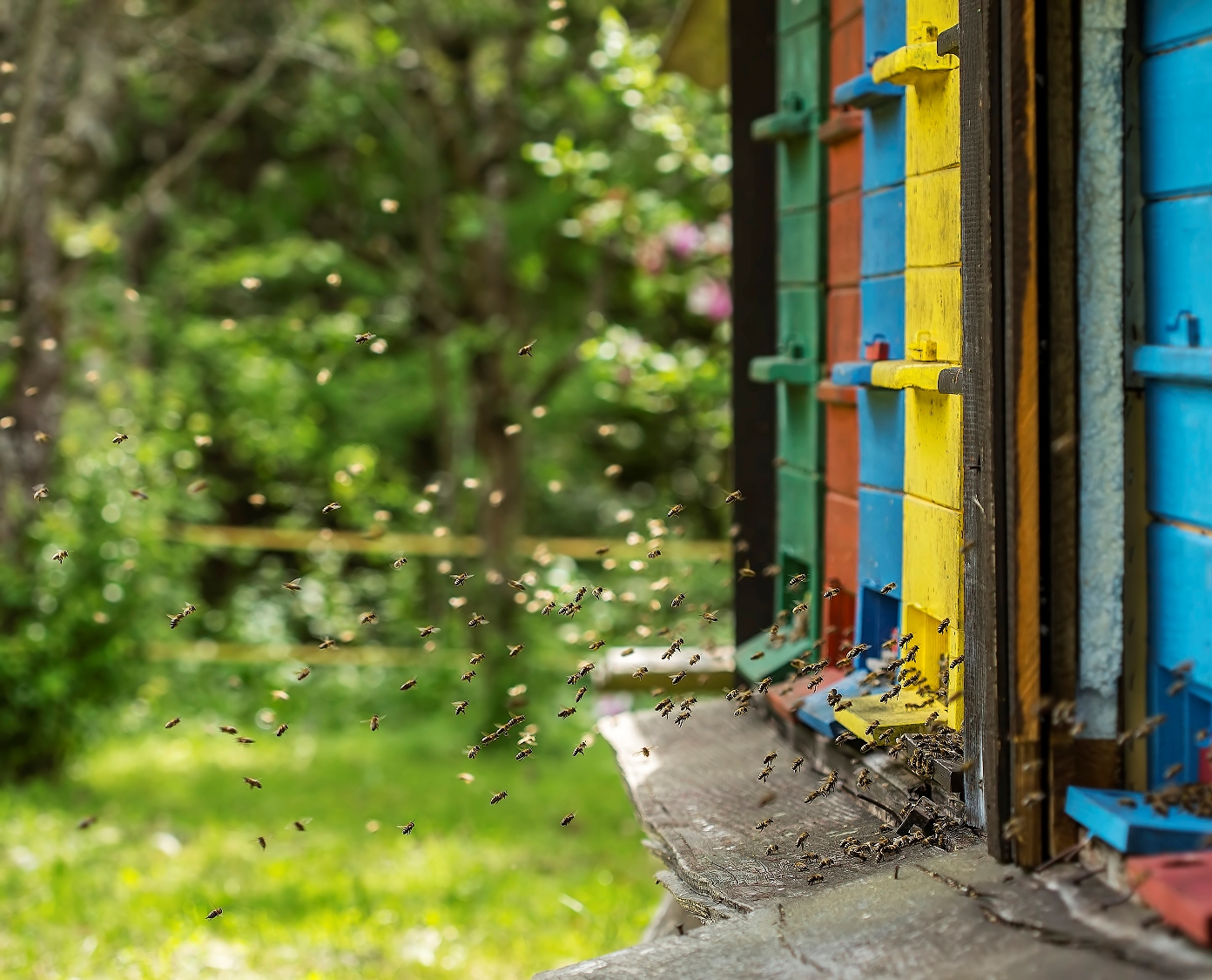 Bienenstock, wohin man ihn stellt?