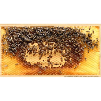 SIPA Postkarte Helle Brutwabe