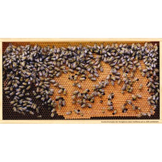 SIPA Postkarte Dunkle Brutwabe