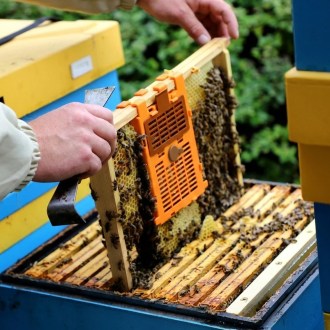 IzoVar - Universaler Isolator für die Bienenkönigin