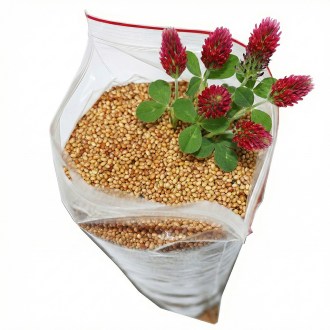 Inkarnierter Klee Samen für Bienen 0,5 kg