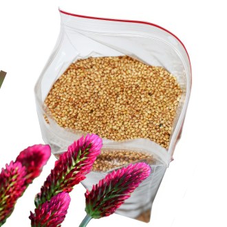 Inkarnatklee (Samen / Bienenweide) - 0,5 kg