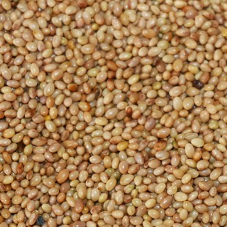 Inkarnatklee (Samen / Bienenweide) - 0,5 kg
