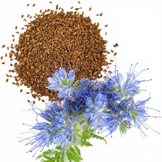Phacelia tanacetifolia Samen für Bienen 1kg