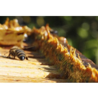 Propolis - Pleva - 20 g