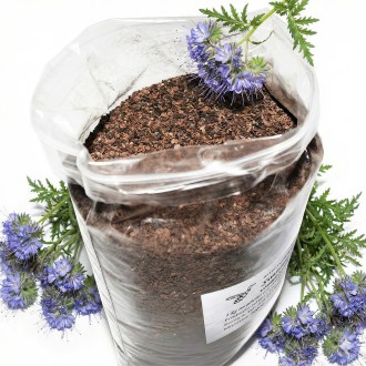 Phacelia tanacetifolia Samen für Bienen 1kg