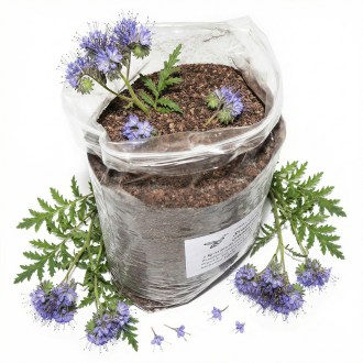 Phacelia tanacetifolia Samen für Bienen 1kg